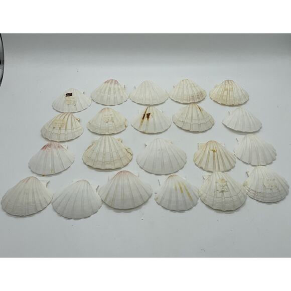 Vintage Lot Of 16 Made In Japan Clam Shells 2”-3” Crafts Appetizer ￼dish - Picture 2 of 6